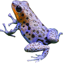 Loma Colubre Frog